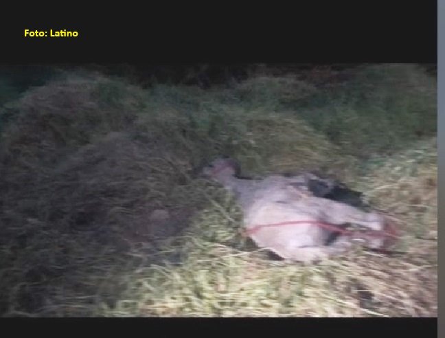 COLÍDER: Policia Militar e GCM salvam três animais amarrados no leito de um córrego. (Vídeo)