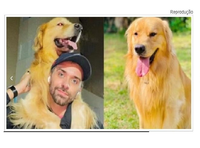 Justiça de SP arquiva inquérito que investigava a morte do cão Joca de Sinop.