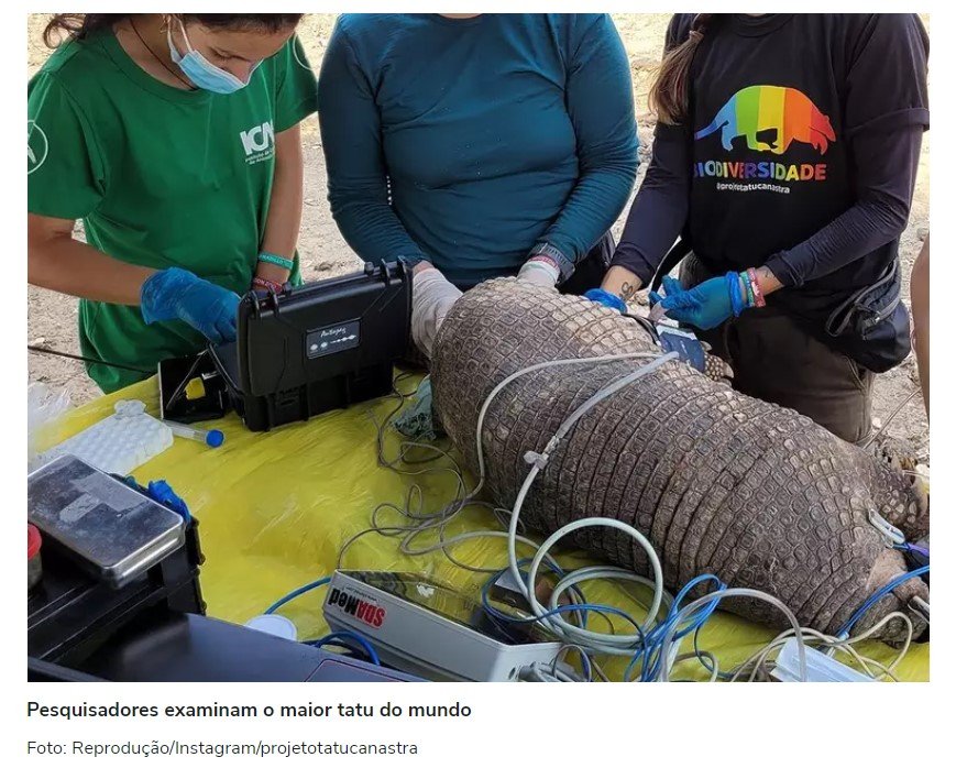 Pesquisadores encontram tatu-canastra com órgão genital de 33 cm no Pantanal