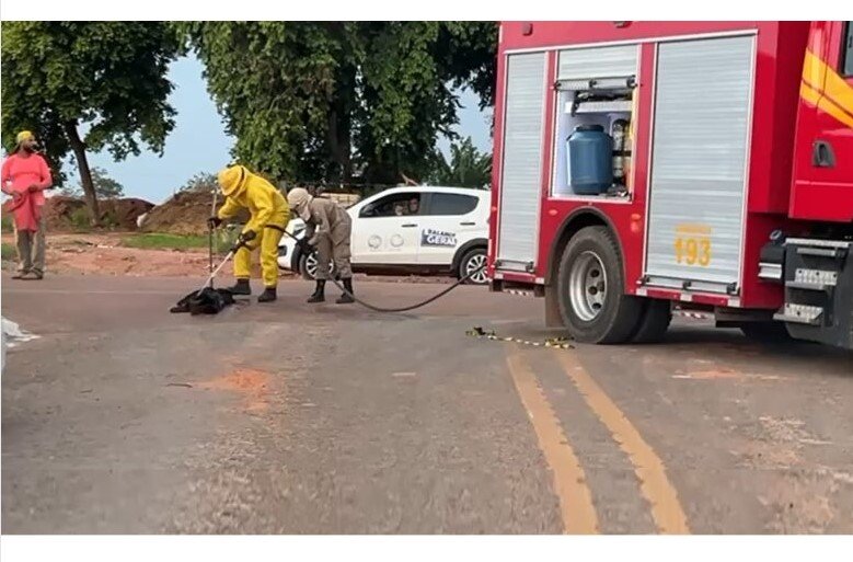 Bombeiros socorrem bebê, crianças e cão atacados por abelhas em MT