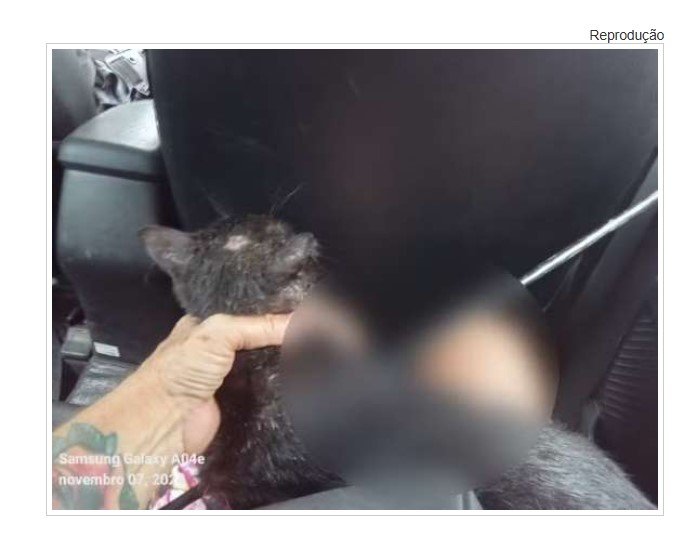 Alta Floresta: Gato é resgatado com flecha atravessada no corpo