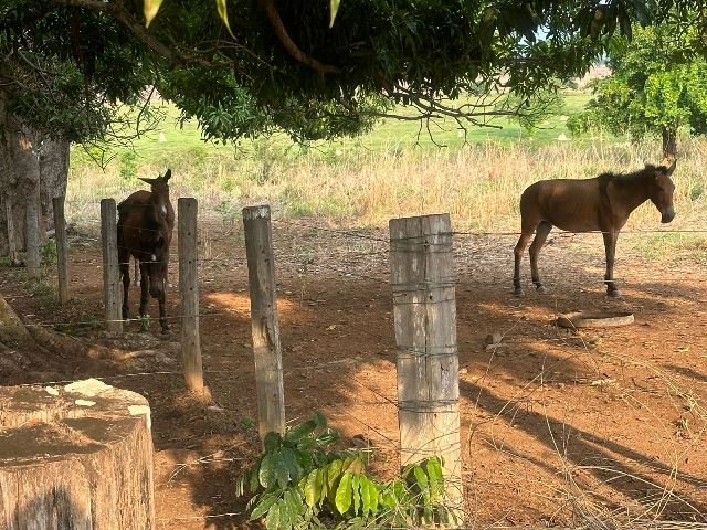 COLÍDER: Policia Militar registra BO de crueldade contra os animais. (Fotos)