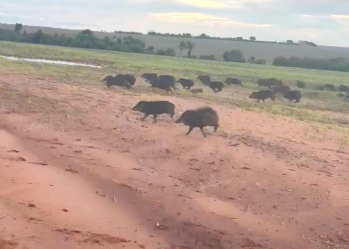 Porcos selvagens causam prejuízos em lavouras de Mato Grosso