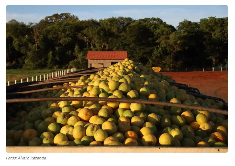 Gigante mundial investe R$ 1 bilhão e vai plantar 5.000 ha de laranja na nova fronteira agrícola