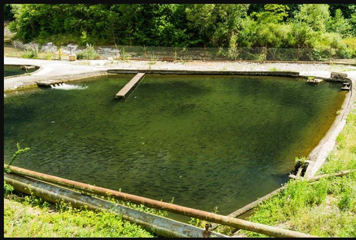 Sema perdoa R$ 2 milhões em multas de empresa de 'tanque de peixes'