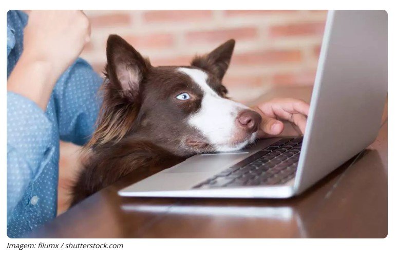 Tutores de pets serão obrigados a pagar imposto sobre seus animais?