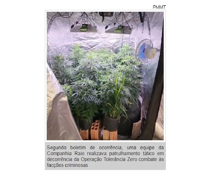 Estufa clandestina de maconha é fechada