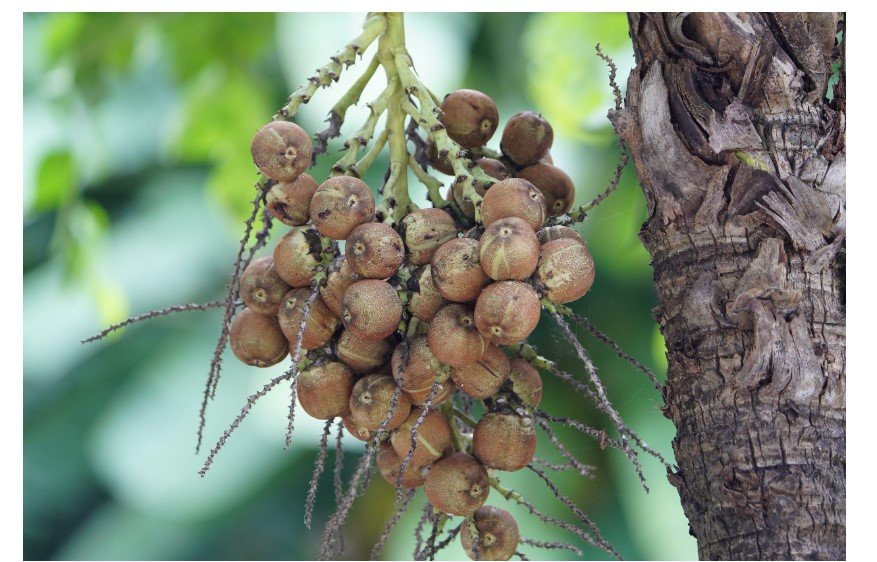 Rende 7 vezes mais! Árabes investem R$ 15 bilhões para transformar esta planta do Brasil em combustível