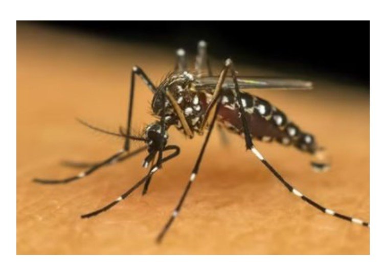 Município em MT decreta emergência