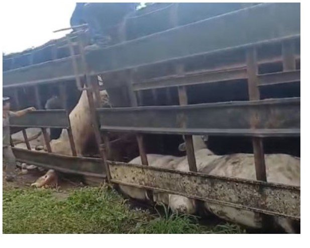 Carreta tomba em rodovia de MT; 16 bois morrem