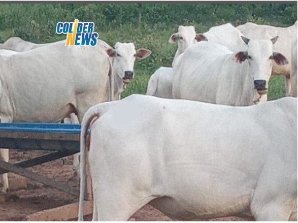 Policia registra furto de 07 cabeças de gado em Nova Canaã do Note