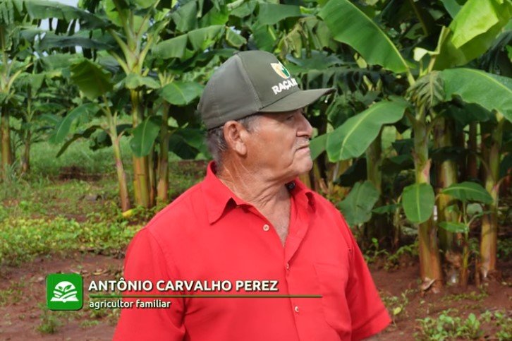 Família troca 30 anos de olericultura pelo cultivo de bananas em Mato Grosso
