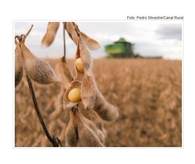 Região de Querência, Canarana e Água Boa se torna a segunda maior produtora de grãos de Mato Grosso