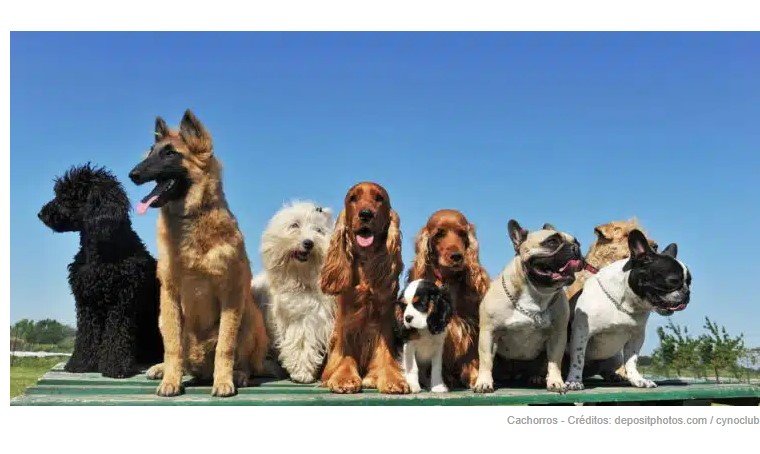 Nova lei dá multas de até R$ 5.531 para donos dessa raça de cães
