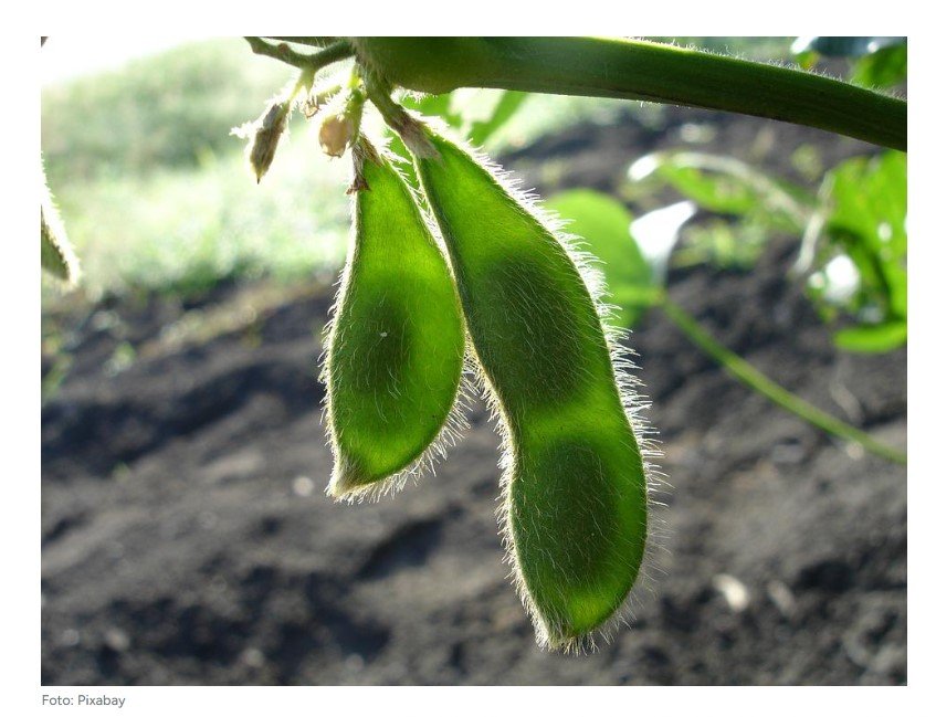 Aprosoja orienta produtores a não aceitarem os requisitos da EUDR