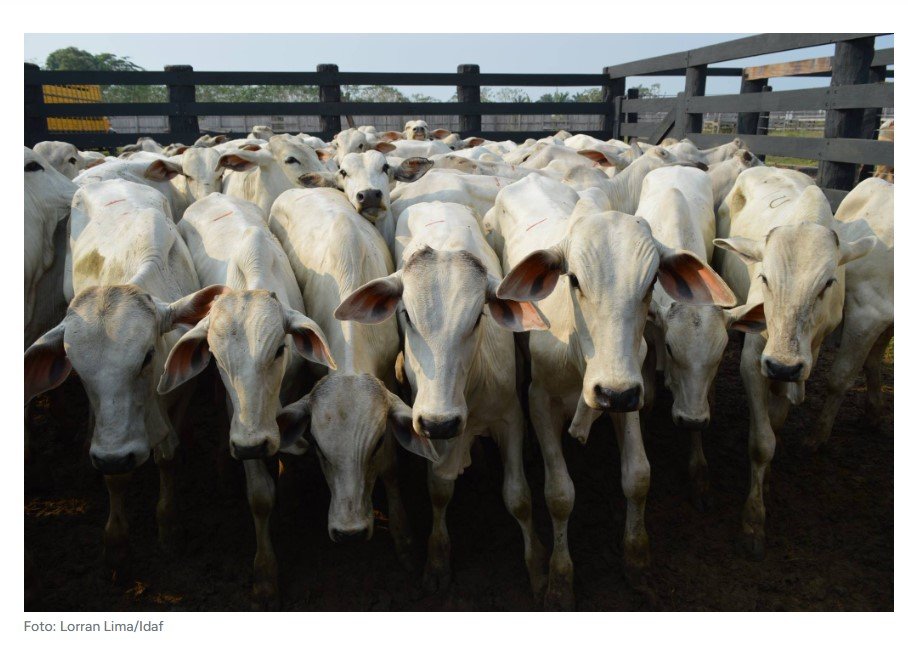 Técnica holandesa proporciona bem-estar animal e aumento de produtividade pecuária
