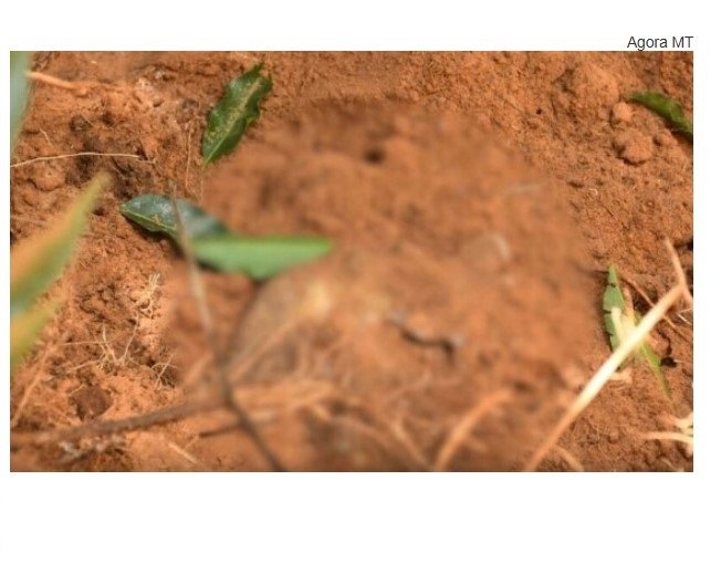 Mais dois corpos são encontrados em 'novo' cemitério clandestino em MT