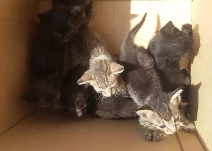COLÍDER: Mulher denuncia abandono de filhotes de gatos em sua propriedade rural.