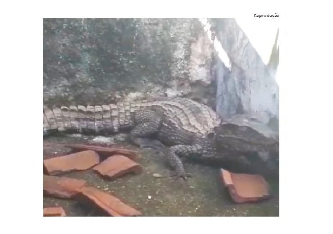 Jacaré é flagrado no quintal de casa e assusta moradores no CPA 3; veja vídeo
