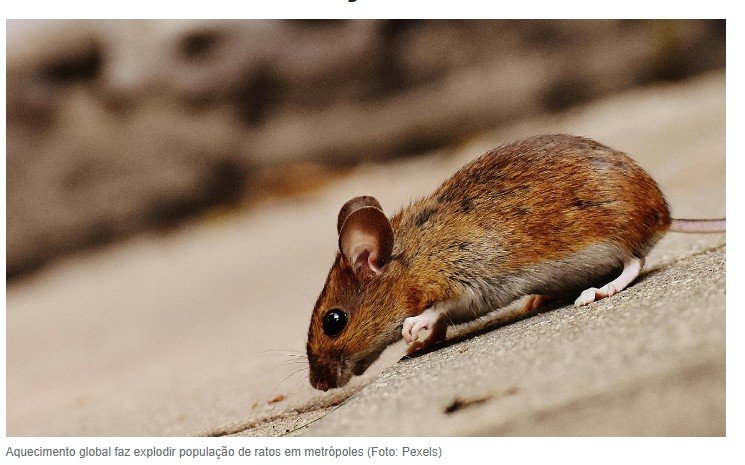 Ratos recebem mutação genética que só humanos têm e começam a ‘falar’