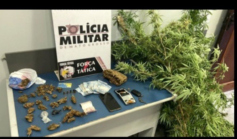 SINOP: Homem é preso pela Força Tática com porções e pés de maconha