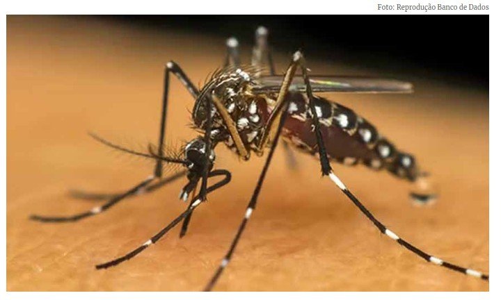 MT registra mais de 84% das mortes por chikungunya no Brasil