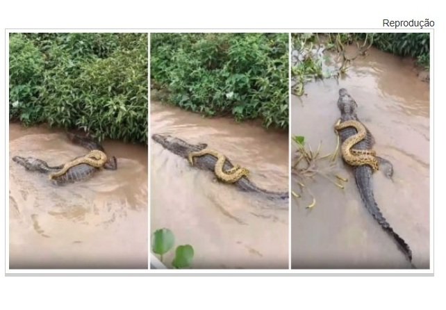 VIDEO: Cobra é flagrada pegando carona em jacaré no Pantanal Matogrossense.
