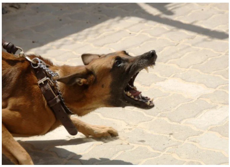 Idoso é atacado por cachorro de vereador