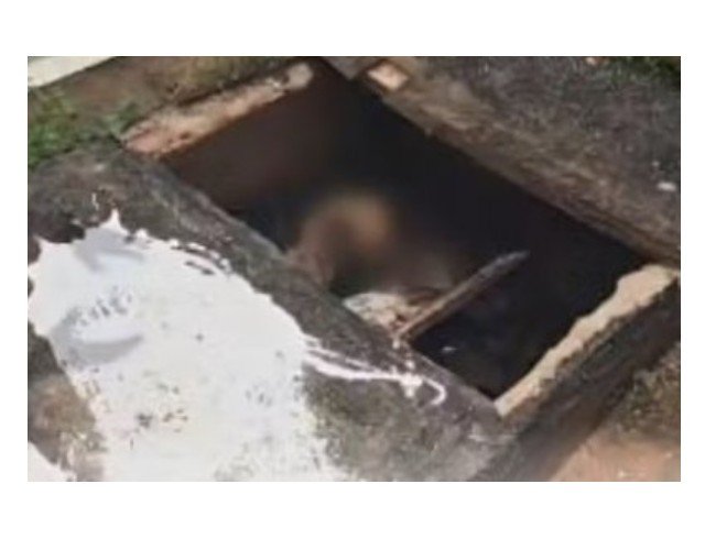 Cabeça de porco e corpo esquartejado são achados em túmulo violado em MT