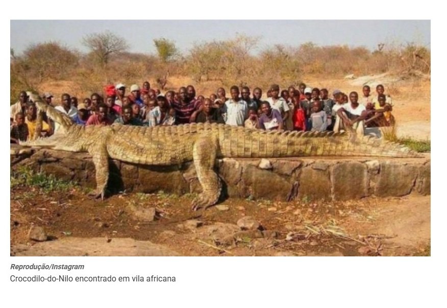 Crocodilo gigante é capturado na África após desaparecimentos