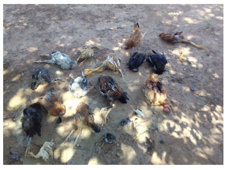 Homem é preso por matar cachorros do vizinho a facadas após animais matarem quase 100 galinhas