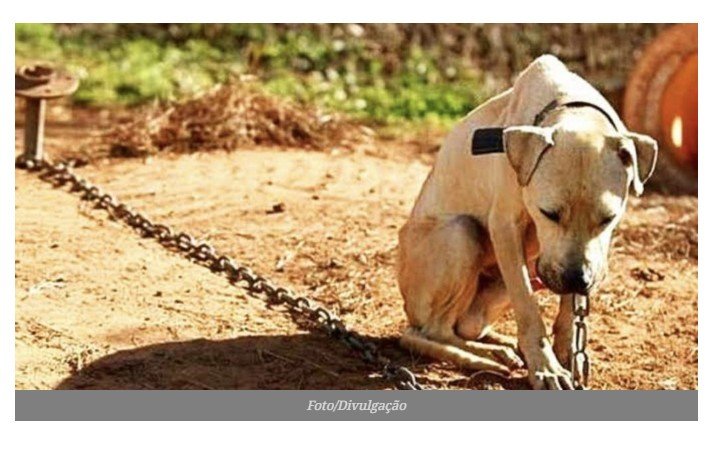 COLÍDER: PM resgata dois cães, presos E desnutridos dentro de quintal.