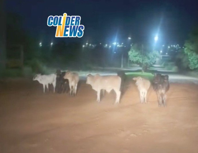 COLÍDER: Internauta flagra gado solto na pista na entrada da cidade. (Vídeo)