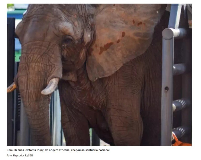 Elefanta Pupy chega a santuário no Brasil após viagem de mais de 2 mil km