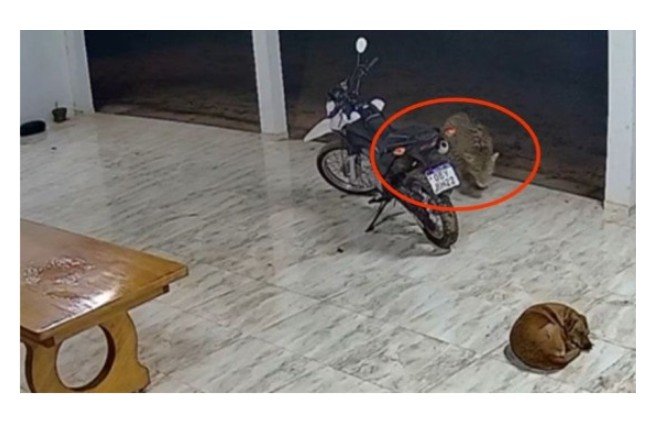 VEJA O VÍDEO: Onça-pintada invade casa, mata cachorro e aumenta temor em União do Sul (MT)