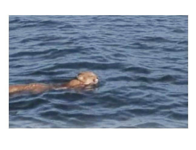 Pescadores flagram onça parda atravessando lago do Manso em MT