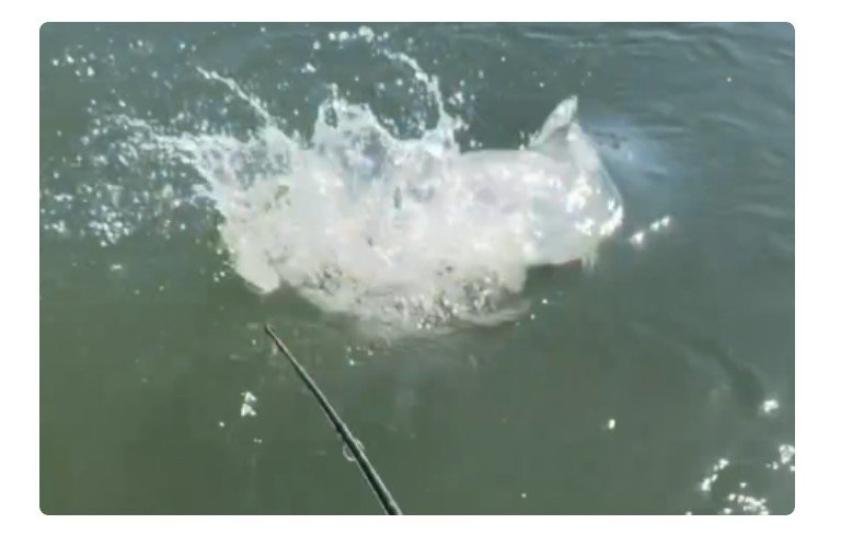 Pescador fisga cachorra gigante no Rio Teles Pires