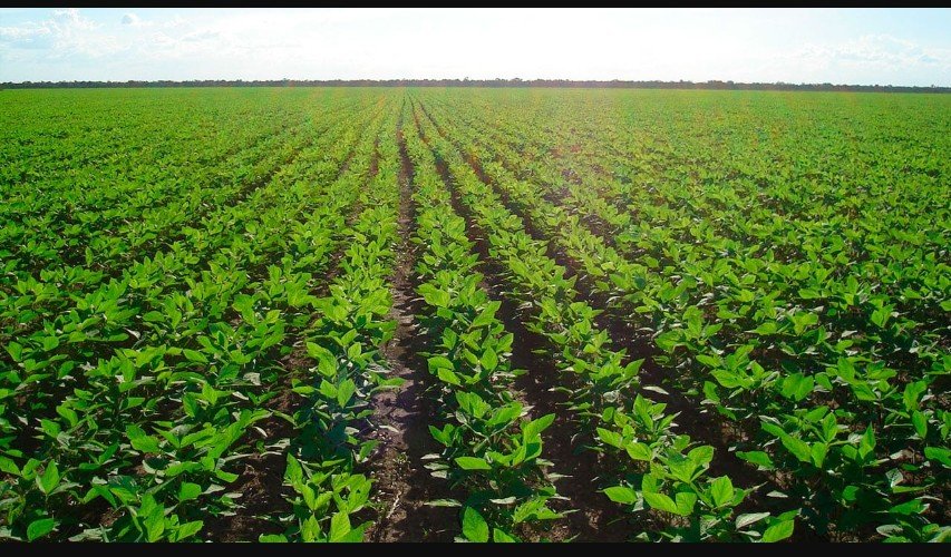 Soja: Crédito restrito, juros altos e custos de produção mais altos vão limitar crescimento da área 25/26 no BR