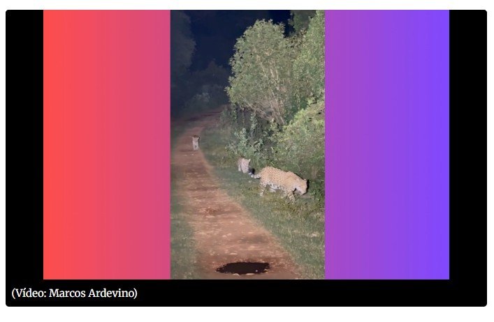 Onça Nina e seus 2 filhotes são vistos em passeio noturno cheio de fofura
