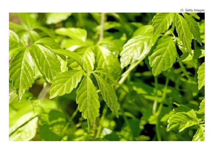 'Planta da imortalidade' protege coração e ajuda a controlar a glicose