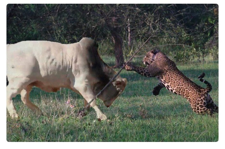 Encontro entre onças e touro tem final surpreendente no Pantanal