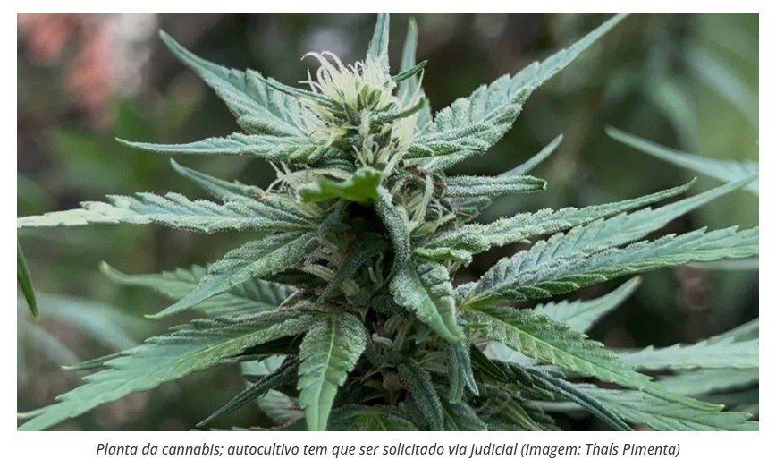 Especialistas propõem dezenas de alterações às regras de uso medicinal da cannabis à Anvisa