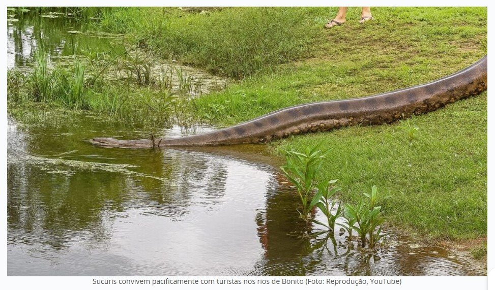 Cidade paradisíaca no Brasil é lar de 3 serpentes da maior espécie do mundo