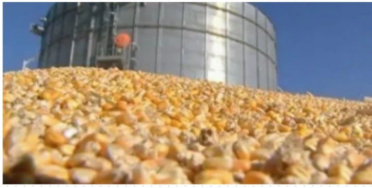 Agrural: Colheita da safrinha de milho começa em Mato Grosso e no Paraná