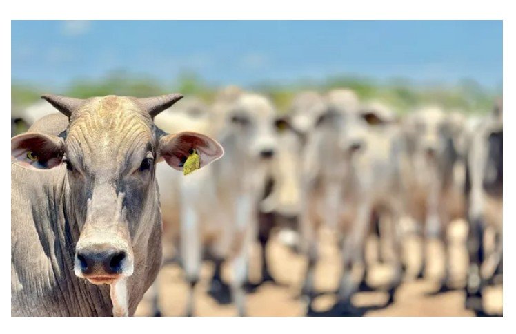 País recebe status internacional como livre de febre aftosa sem vacina