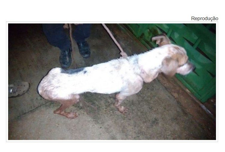 Criminoso é preso por estuprar e maltratar cadela em MT