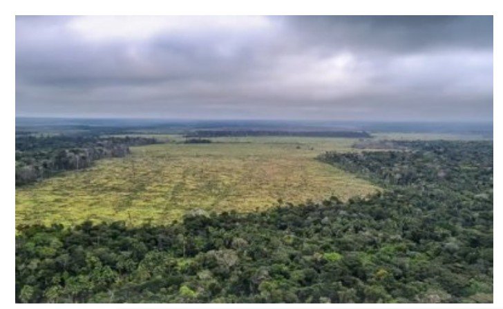 Conselho anula multas ambientais e inocenta 'gigante do agro' em MT