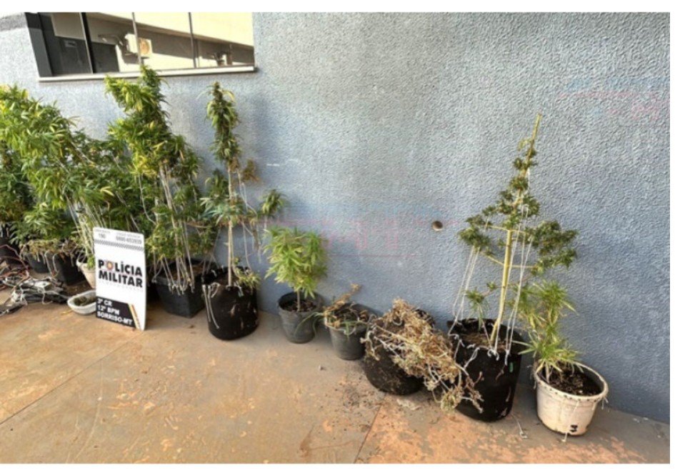 Polícia Militar descobre plantação de maconha em residência em cidade de MT.