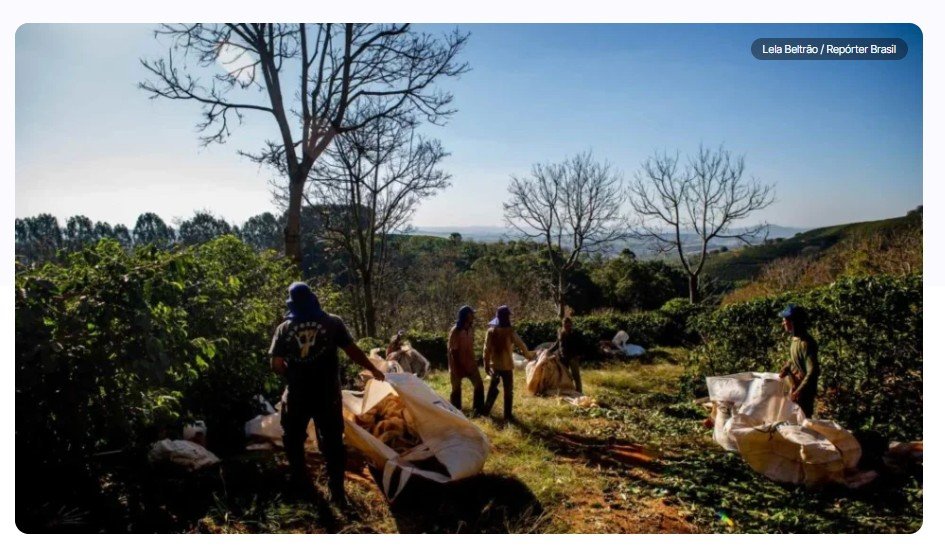 Maior cooperativa de café do país é ligada a novos casos de trabalho escravo