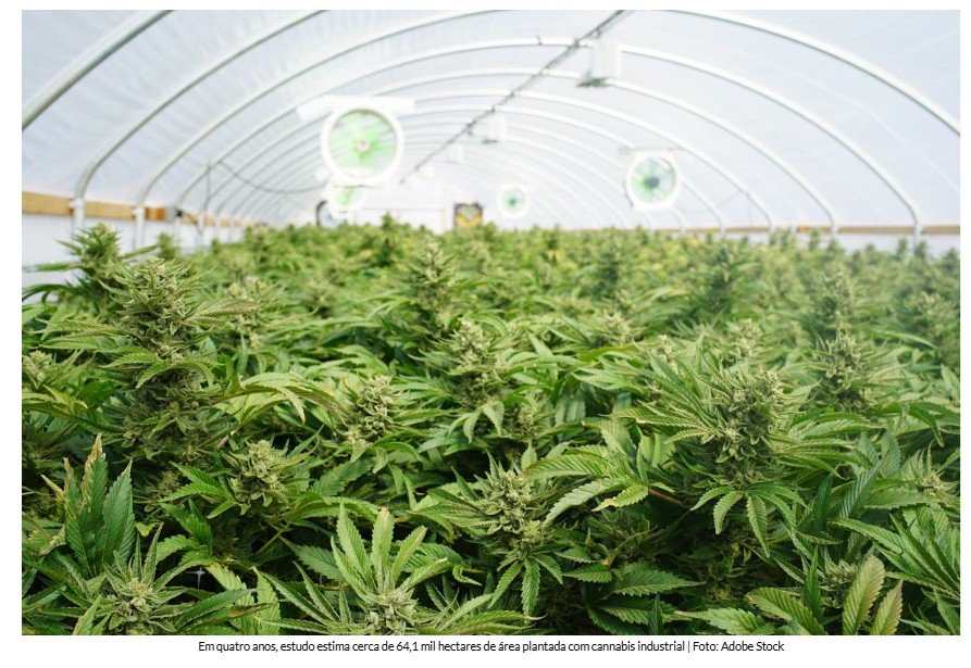 Chamada de nova soja, cannabis pode gerar quase R$ 6 bilhões até 2030